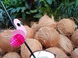 Yussara Kokosnuss Cocktailbar, Live Show Coconut Drinks, Malibu Rum, Yussara Cunha, Kokosnuss, Coconut Bar (4).jpg
